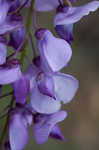 Japanese wisteria